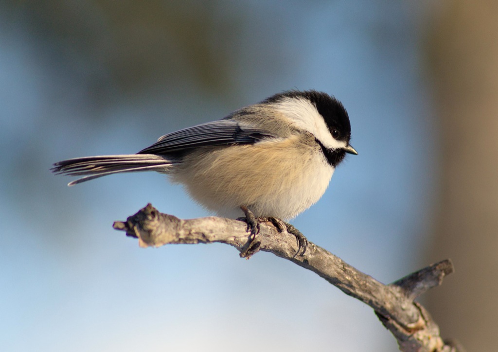 Picture of Chickadee taken with manual focus Tamron 300 28 Nikon D7000 