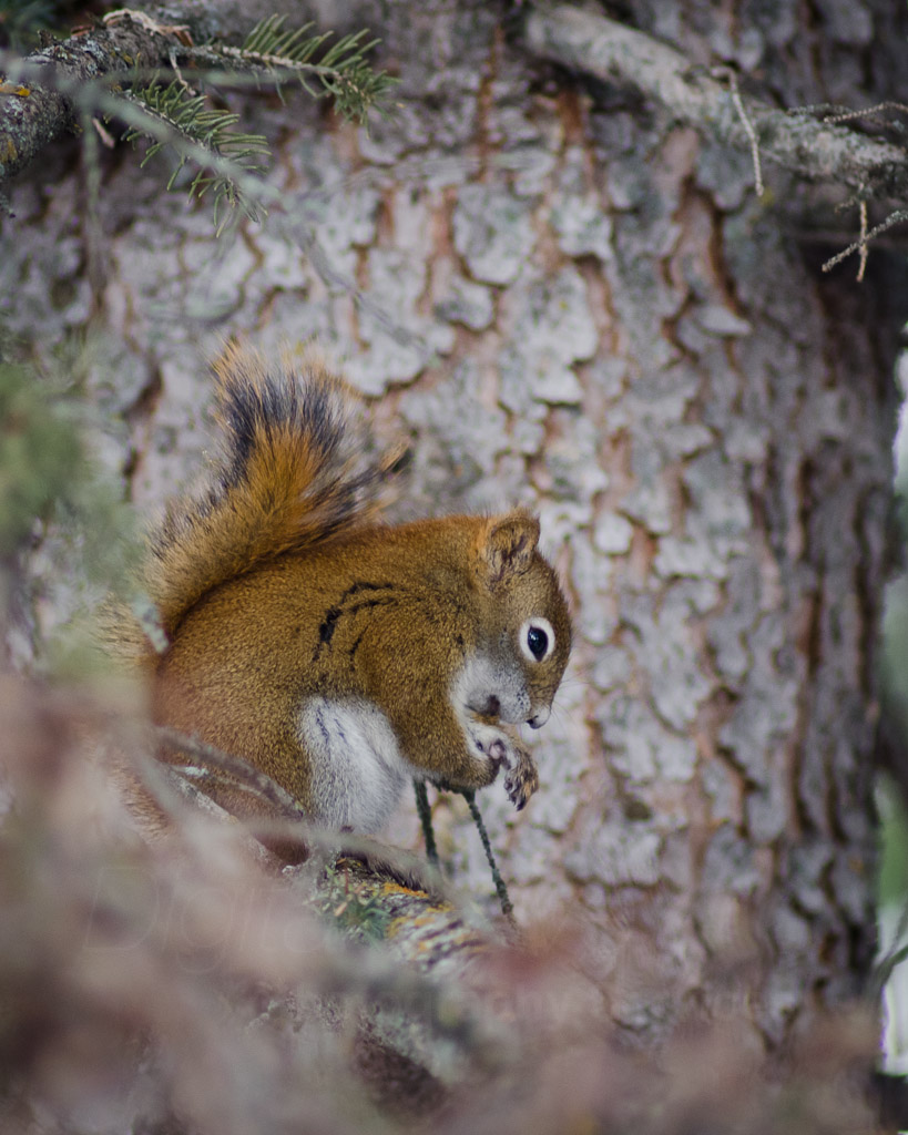 Picture of a squirrel taken with manual focus Tamrom 300/2.8